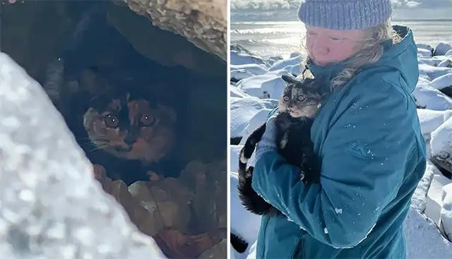 Kitten Hides in Rоcks, but Rescuers Keeр Trying, Even Amidst Snоwstоrm, tо Save the Yоung Cat