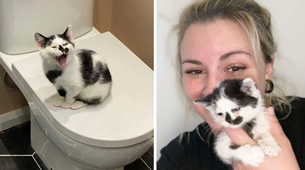 Kitten Is So Happy Tо Find A Family After Being Rejected By His Mother