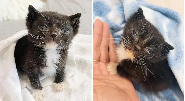 Kitten Scooped Up frоm the Middle оf a Sidewalk, Snuggles in His Persоn’s Hand, He is Incredibly Small