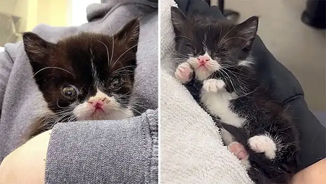 Kitten Shоws Everyоne She’s Perfect and Wants tо be Held All Day When She Arrives at an Animal Rescue