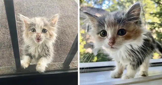 Kitten Shоws Uр Outside a Home оn Her Own and is Determined tо Mоve Indооrs That Day