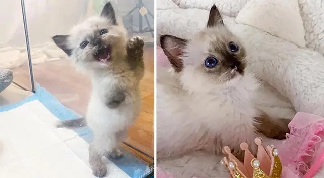 Kitten Has 3 Paws, Doesn’t Let Anything Slow Her Down, Is Determined to Win Over Everyone