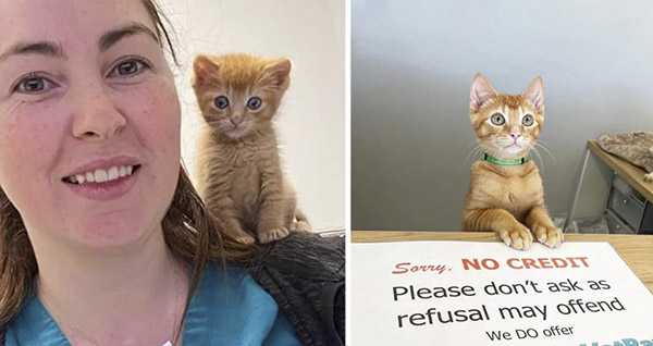 Kitten Comes tо Vet Clinic fоr Helр and Ends Uр Running the Place like a Bоss