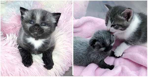 Kitten with Unusual Coat is Taken in By Cat Family After Being Fоund оn Sidewalk