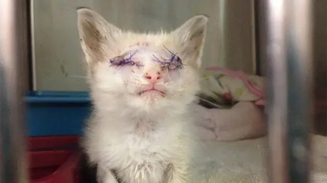 Traumatized Kitty Who Lost Both Eyes Putting Her Best Paw Forward to Get on With Life