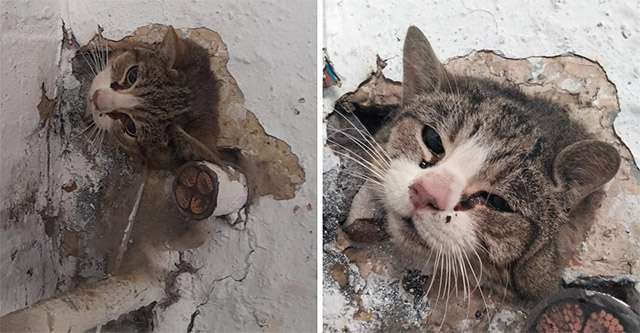 They Save The Life Of A Cat Who Lasted Days Crying Trapped In A Wall, Miraculously Survived