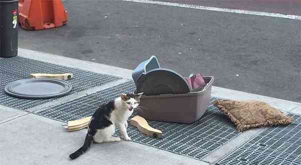 With His Litter Box A Cat Is Left On A Street Corner