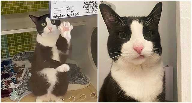 Lonely Shelter Cat Spends Months Waving At Everyone Who Walks By