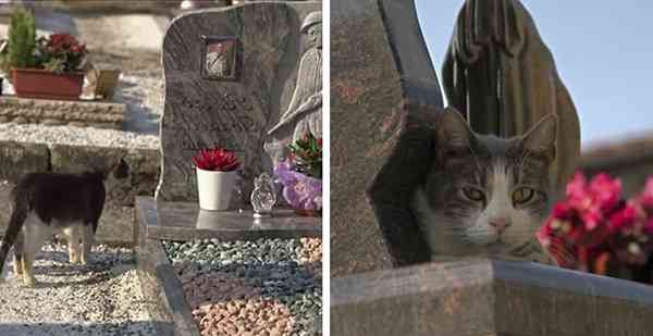 Loyal Cat Visits His Late Owner’s Grave every day and Brings Him Special Gifts