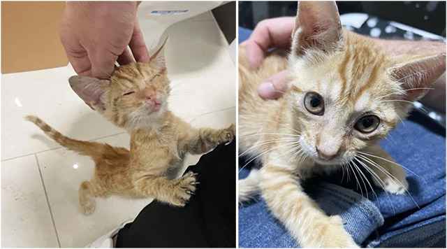 Man Finds a Kitten Inside a Bus but Doesn’t Know the Kitten is About to Change His Life