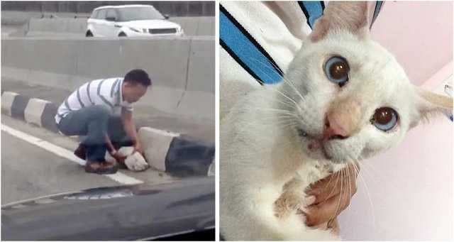 Man Saves Stray Cat Cοwerinɡ In the Μiԁԁle οf Вսsy Ηiɡhway…