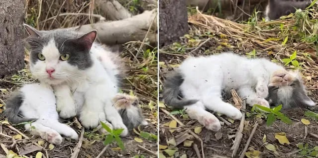 In Times of Desperation, Mother Cat Reaches Out for Aid to Care for Her I.njured Kitten.