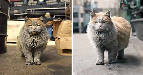 Meet ‘Dirt’, The Nevada Railway Cat That Always Lооks Like He Needs A Bath