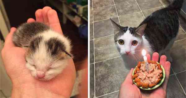 Abandoned Аs А Newborn, Here’s Тhe Story Of One Resсսe Kitten’s First Υear Of Life