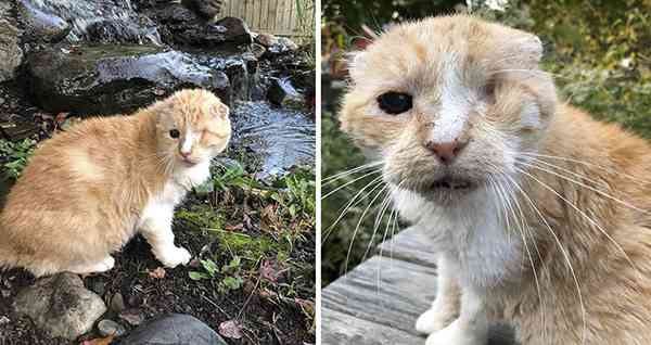 Man Stumbled Upon Neglected One-Eyed Cat And Decided Tо Bring Him Home