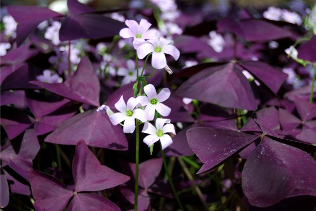 oxalis triangularis plant purple shamrock flowers