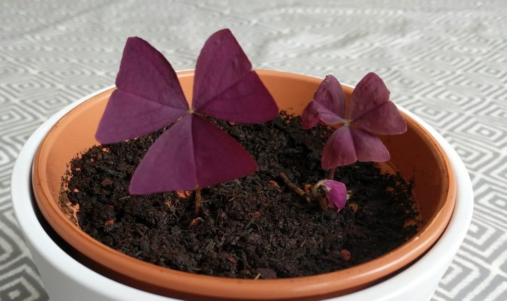 oxalis triangularis plant purple shamrock two weeks after potting