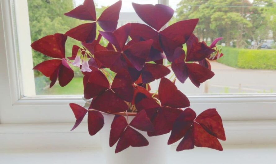 How to Propagate Oxalis triangularis