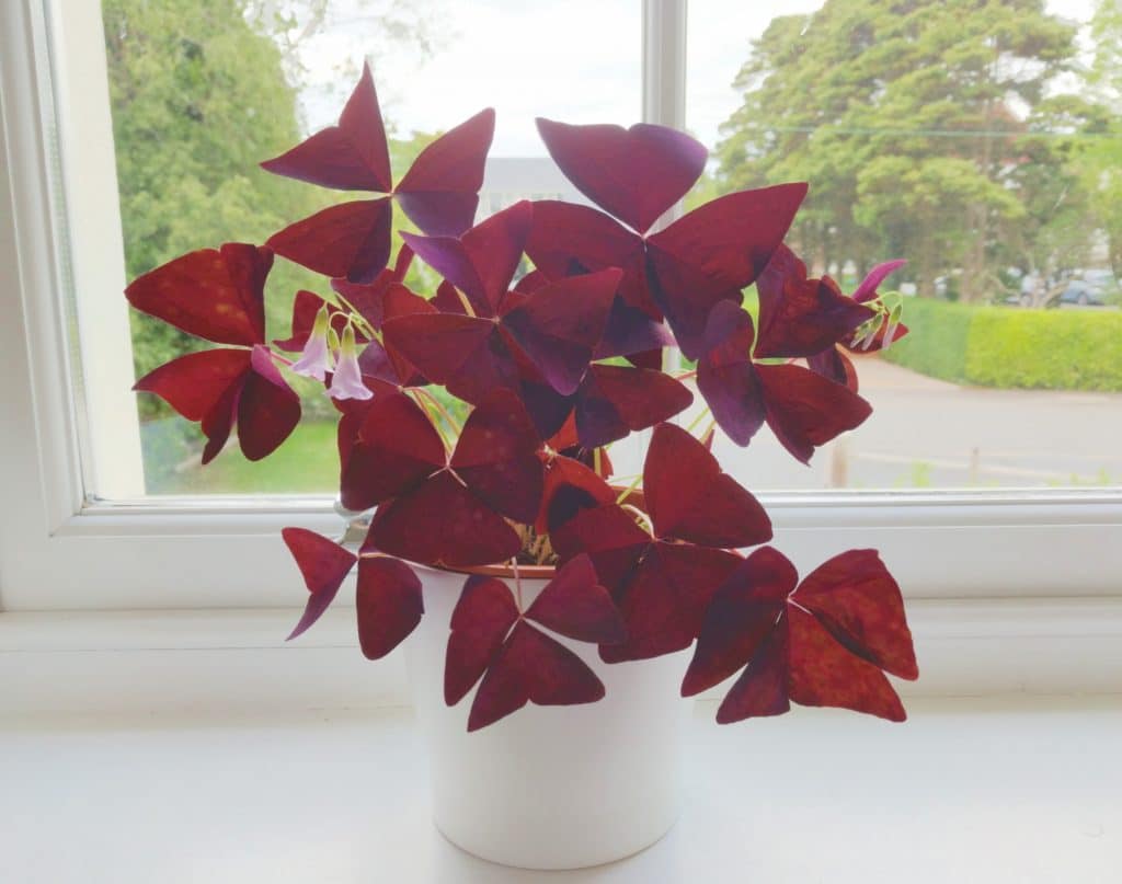 oxalis triangularis plant purple shamrock in east facing window five week old plant