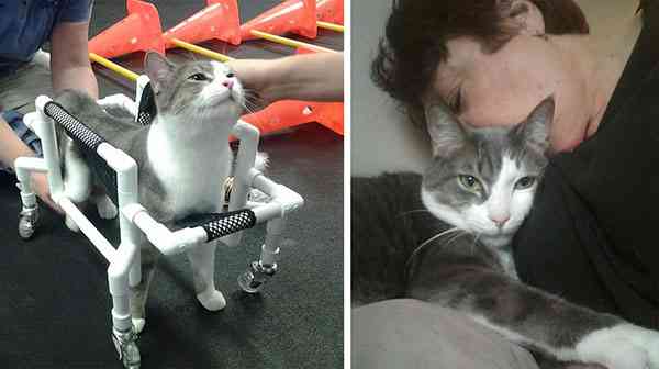 Paralyzed Cat Was Scheduled For Euthanasia Until One Woman Gave Him A Chance