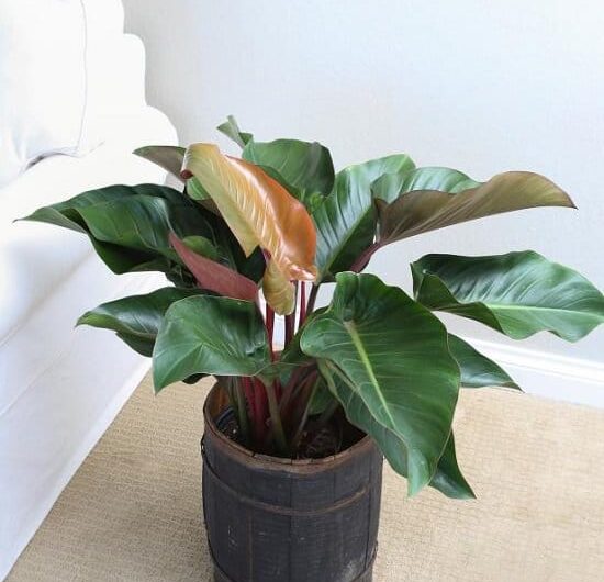 Philodendron Plant Care Growing Philodendron Indoors