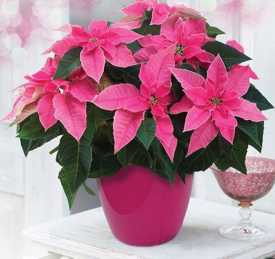 10+Popular Holiday Season Houseplants