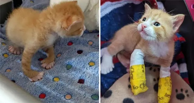 Kitten With Front Leg Abnormality Receives Lifesaving Treatment He Desperately Needed