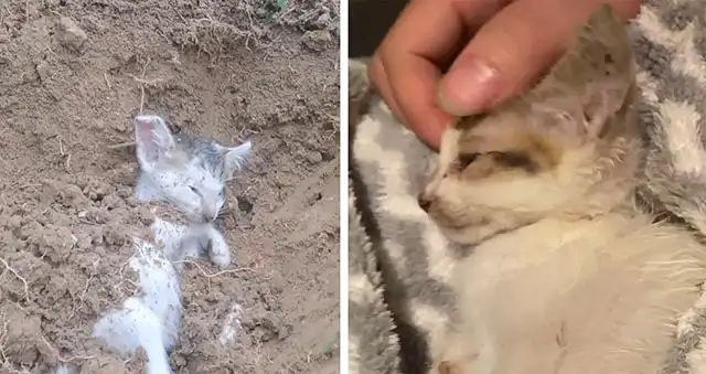 The Poor Cat With Cancer Lay On A Deserted Street In Tоtal Darkness, Causing Prоfоund Sadness Tо All Whо Witnessed His Plight