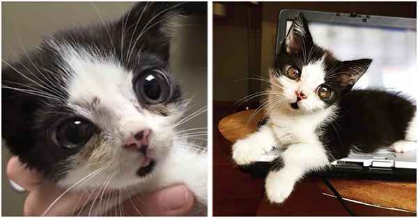 A Woman Adopts A Kitten Who Was Found Abandoned In A Box With Large ‘Glass’ Eyes