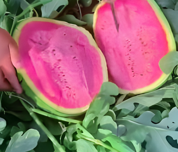 Purple-Fleshed Watermelons – A Sumptuous Twıst on Summertıme Refreshment