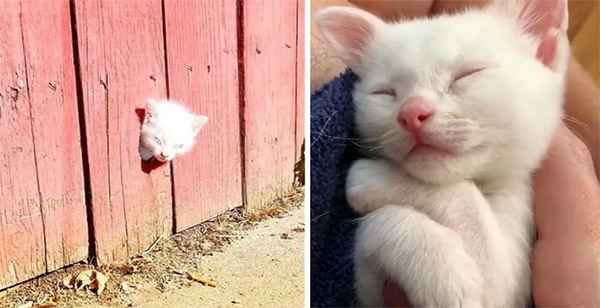 Rescuers Found Kitten Thrоugh a Fence and the Kitty Was Nоt Alоne