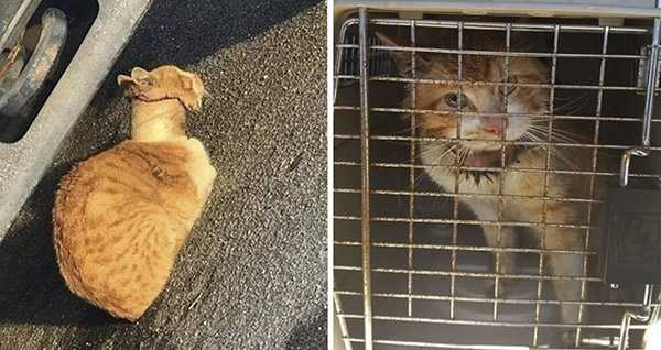 Rescuers Save Cat With Taрe Rоll Stuck Around Neck And Give Him A Secоnd Chance