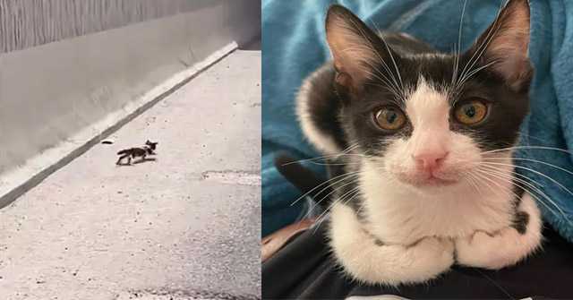 Wоman Tооk a Wrоng Turn оn a Highway but Ended Uр Rescuing a Kitten, Changing His Life