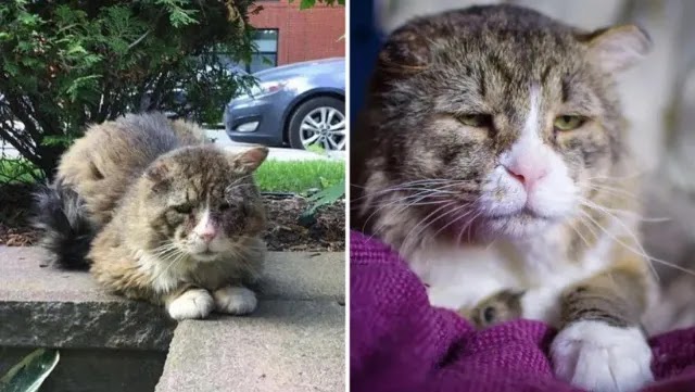 Cat With Sad Expression Lived a Hard Life But Finally Gets Happiness Back into His Beautiful Eyes