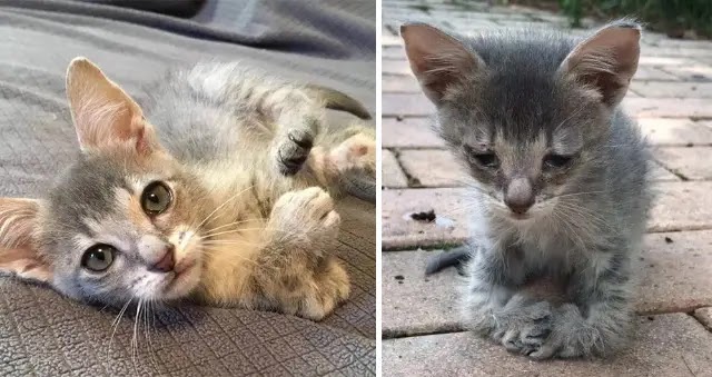 Sad Kitten With Very Unique Paws Walks Up To Woman And Begs Her To Take Him Home