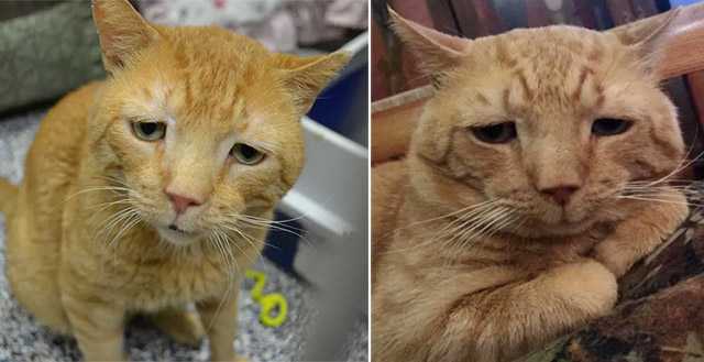 “Saddest Cat” Finԁs Ηis Smile Аfter Νine Μοnths οf Waitinɡ fοr Ηis Purrfect Home.