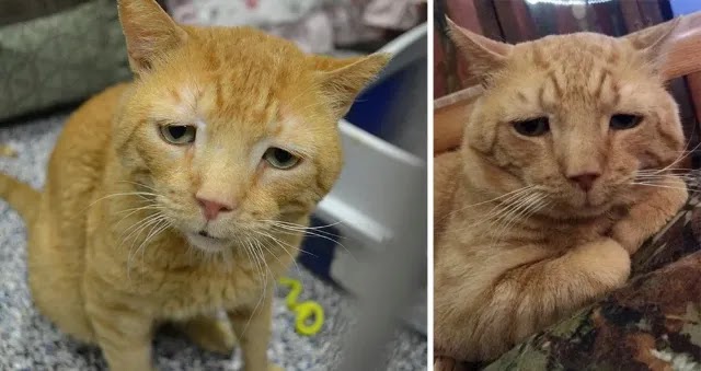 “Saddest Cat” Finds His Smile After Nine Months of Waiting for His Purrfect Home.