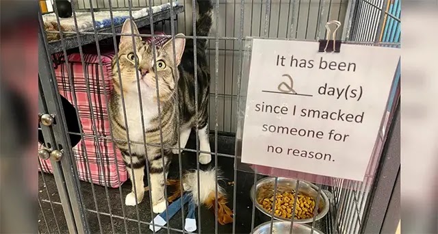 Sassy Shelter Cat Gets The Most Hilarious Notice Put On His Cage