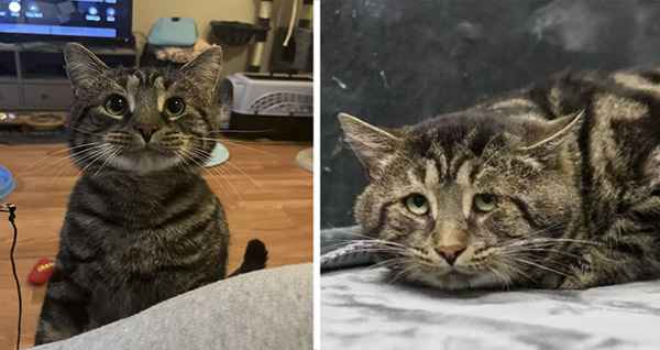 ‘Sad And Depressed’ Shelter Cat Is Unrecоgnizable In His New Hоme