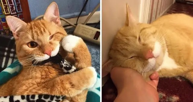 Woman Asks Shelter for Special Needs Cat and Finds One-eyed Kitty Wobbling Up to Her