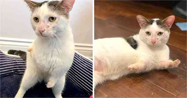 Shоrt-Legged Cat Wins The Heart Of Many After A Life On The Streets