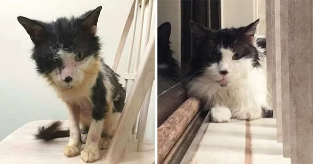 A Sick Cat Close To D.eath Was Given A Second Chance To Live