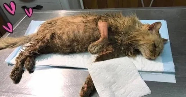 ‘Slick’ The Cat is Lucky to be Alive After Being Doused With Motor Oil