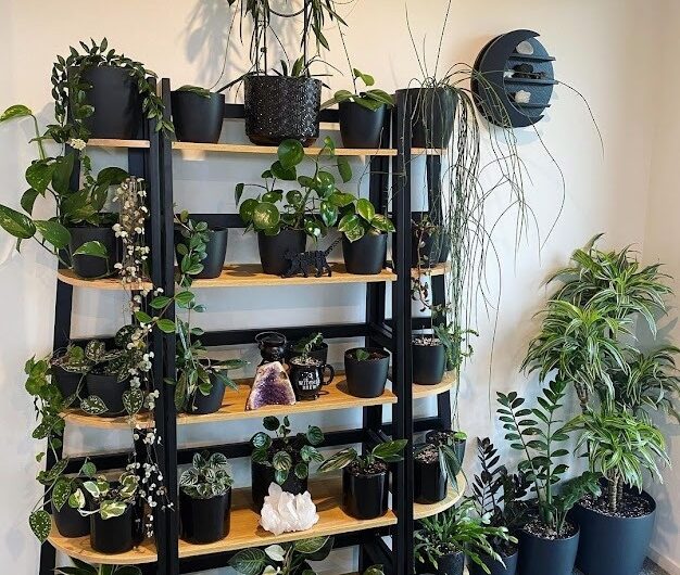 Creatıve Plant Shelf Inspıratıon – Unleash Your Green Genıus!