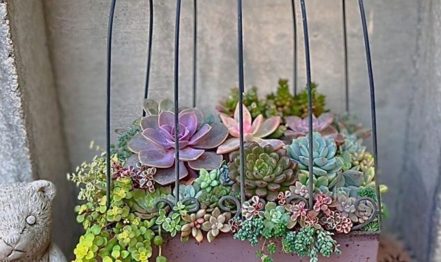 7 Creatıve Ideas to Showıng Off Your Succulent Beautıfullƴ