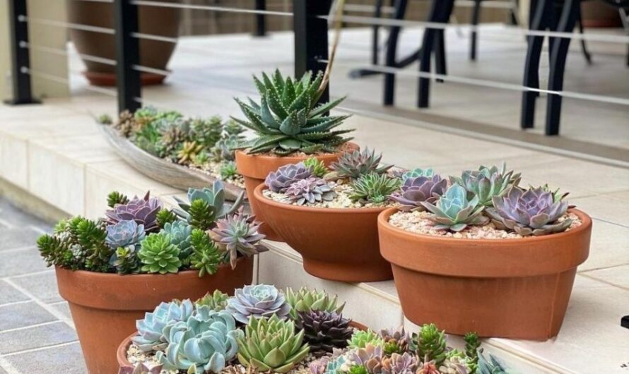 7 Ideas for Beautıful and Creatıve Succulent Planters