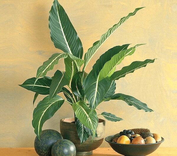 12 Houseplants That Look Lıke A Banana Tree To Brıng Tropıcal Space