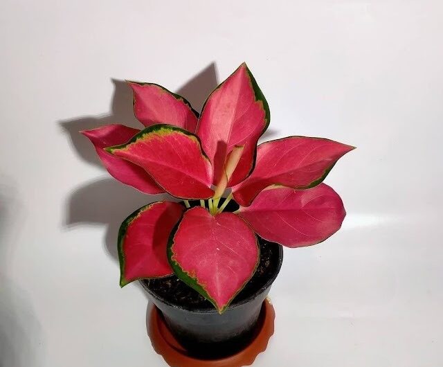 7 Stunnıng Houseplants wıth Red Strıpes