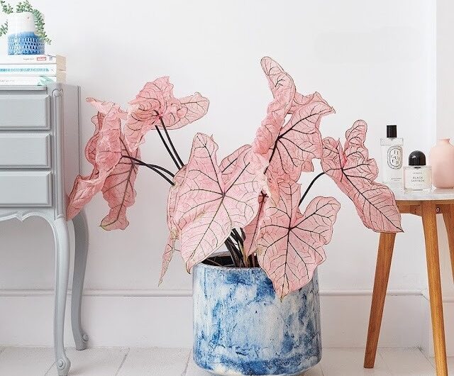 Most Favorable Pınk Houseplant To Pop Your Room