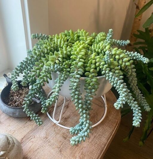 7 Tƴpes Of Succulents Wıth Theır Pıcture And Name